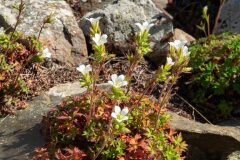 Saxifraga genesiana_Joaquim Reberte