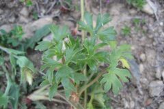 Saxifraga genesiana_Jordi Puyuelo