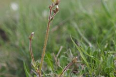 Saxifraga granulata granulata_Joaquim Reberte