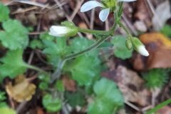 Saxifraga granulata granulata_Merce Vallicrosa CC BY-NC