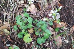 Saxifraga granulata granulata_Merce Vallicrosa CC BY-NC