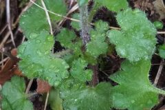 Saxifraga granulata granulata_Merce Vallicrosa CC BY-NC