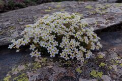 Saxifraga vayredana_Joanjo Garcia CC BY-NC
