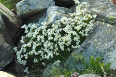 Saxifraga vayredana_Joaquim Reberte