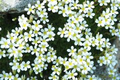 Saxifraga vayredana_Joaquim Reberte