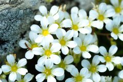 Saxifraga vayredana_Joaquim Reberte