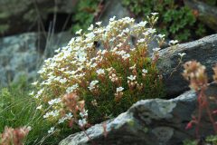 Saxifraga vayredana_Joaquim Reberte