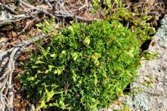 Saxifraga vayredana_Jordi Bassols CC BY-NC