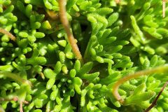 Saxifraga vayredana_Jordi Bassols CC BY-NC