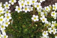 Saxifraga vayredana_Merce Vallicrosa CC BY-NC