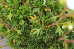 Saxifraga vayredana_Merce Vallicrosa CC BY-NC