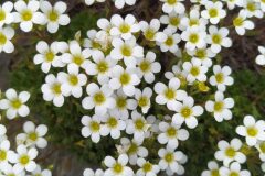 Saxifraga vayredana_Merce Vallicrosa CC BY-NC