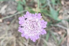 Scabiosa atropurpurea_Isabel Gallen CC BY-NC