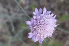 Scabiosa atropurpurea_Merce Vallicrosa CC BY-NC