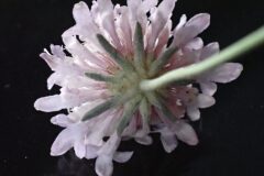 Scabiosa atropurpurea_Merce Vallicrosa CC BY-NC