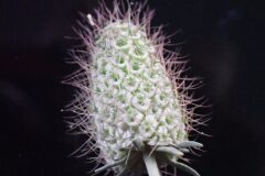 Scabiosa atropurpurea_Merce Vallicrosa CC BY-NC