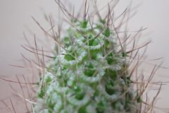 Scabiosa atropurpurea_Merce Vallicrosa CC BY-NC