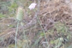 Scabiosa atropurpurea_Merce Vallicrosa CC BY-NC