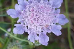 Scabiosa columbaria_Merce Vallicrosa CC BY-NC