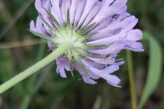 Scabiosa columbaria_Merce Vallicrosa CC BY-NC