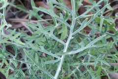 Scabiosa columbaria_Merce Vallicrosa CC BY-NC