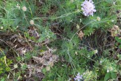 Scabiosa columbaria_Merce Vallicrosa CC BY-NC