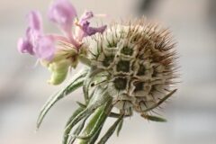 Scabiosa columbaria_Merce Vallicrosa CC BY-NC