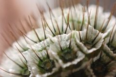 Scabiosa columbaria_Merce Vallicrosa CC BY-NC