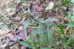 Scabiosa columbaria_Merce Vallicrosa CC BY-NC