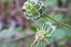 Scabiosa columbaria_Merce Vallicrosa CC BY-NC