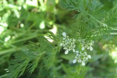 Scandix pecten veneris_Jordi Puyuelo