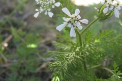 Scandix pecten veneris_Jordi Puyuelo