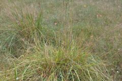 Schedonorus arundinaceus arundinaceus_Pere Barnola CC BY-SA