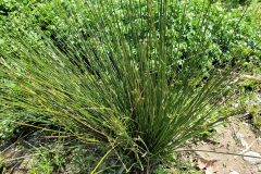 Scirpoides holoschoenus_Jordi Bassols CC BY-NC SA