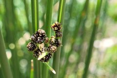 Scirpoides holoschoenus_Jordi Bassols CC BY-NC SA