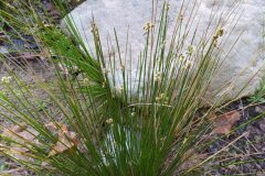 Scirpoides holoschoenus_Merce Vallicrosa CC BY-NC