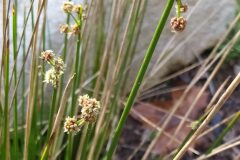 Scirpoides holoschoenus_Merce Vallicrosa CC BY-NC