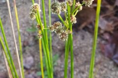 Scirpoides holoschoenus_Merce Vallicrosa CC BY-NC