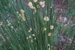 Scirpoides holoschoenus_Neus Julia CC BY-SA