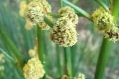 Scirpoides holoschoenus_Neus Julia CC BY-SA