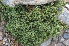 Scleranthus perennis_Joaquim Reberte