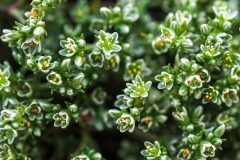 Scleranthus perennis_Joaquim Reberte