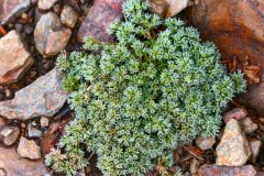 Scleranthus perennis_Joaquim Reberte