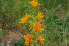 Scolymus hispanicus_Joanjo Garcia CC BY-NC
