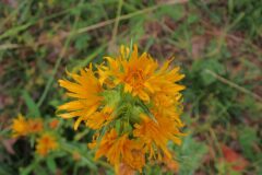 Scolymus hispanicus_Joanjo Garcia CC BY-NC