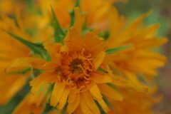 Scolymus hispanicus_Joanjo Garcia CC BY-NC