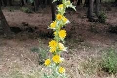 Scolymus hispanicus_Merce Vallicrosa CC BY-NC