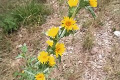 Scolymus hispanicus_Merce Vallicrosa CC BY-NC