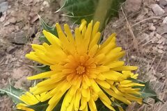 Scolymus hispanicus_Merce Vallicrosa CC BY-NC