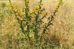 Scolymus hispanicus_Merce Vallicrosa CC BY-NC